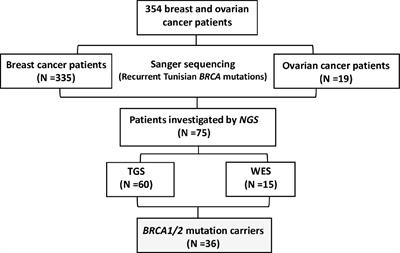 Identification of Eleven Novel BRCA Mutations in Tunisia: Impact on the Clinical Management of BRCA Related Cancers